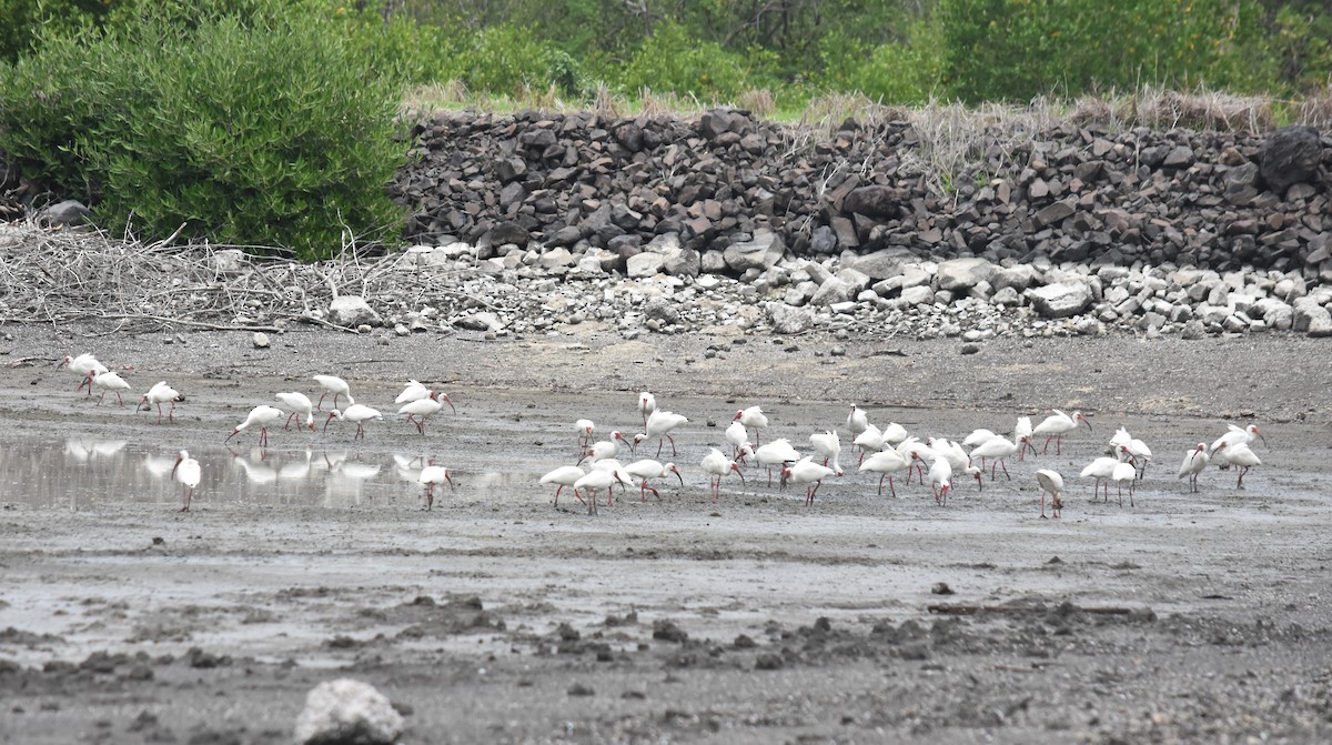 White Ibis - ML579708901