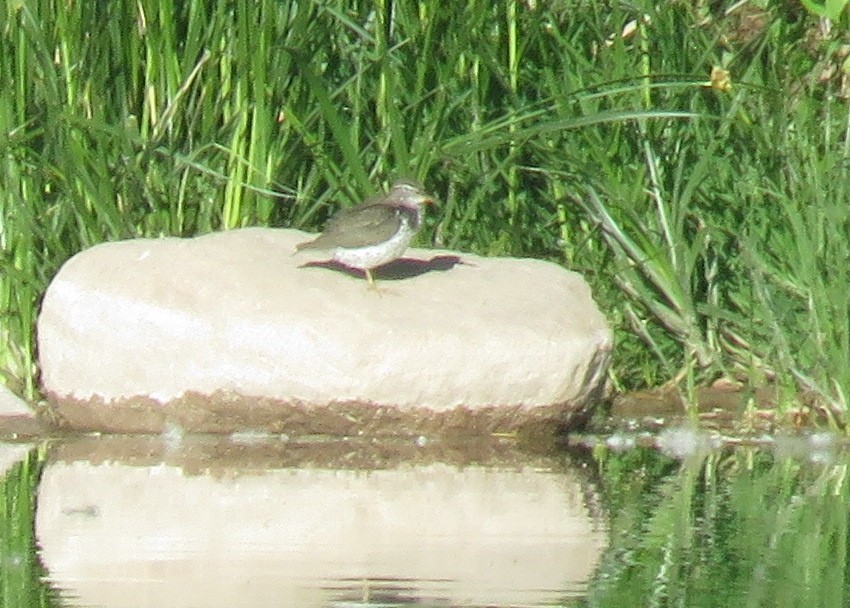 Spotted Sandpiper - ML579709501
