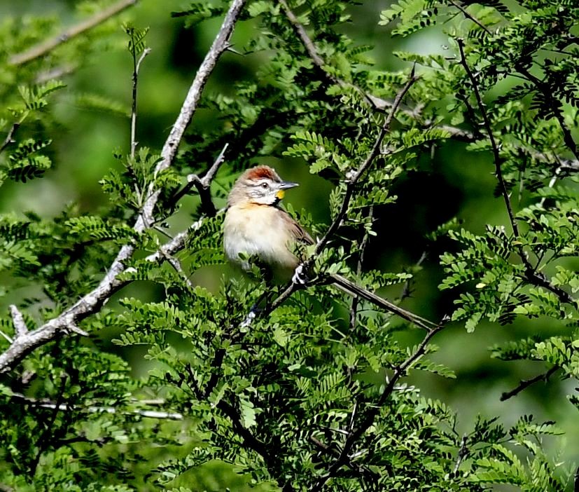 Chotoy Spinetail - ML579710721