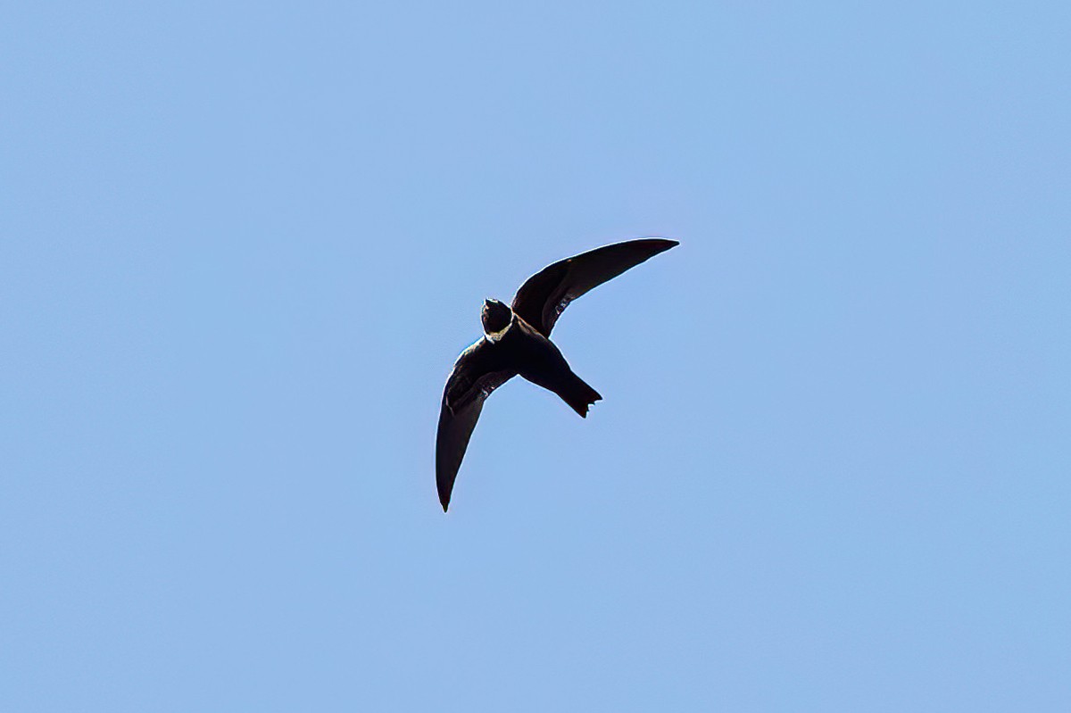 White-collared Swift - ML579712181