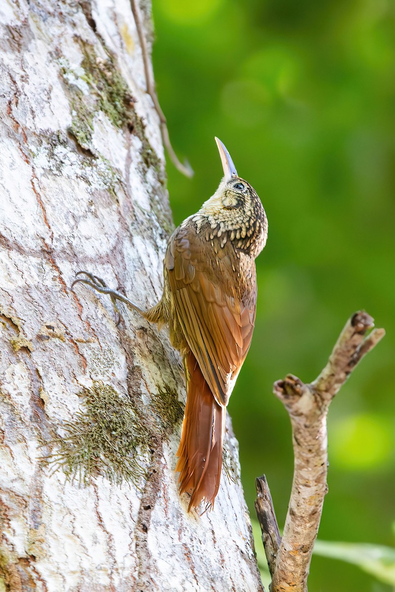 Lesser Woodcreeper - ML579712531