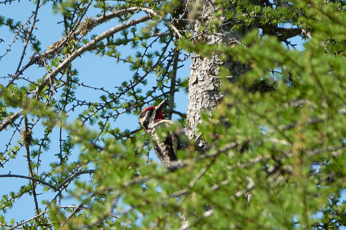 Yellow-bellied Sapsucker - ML579712661