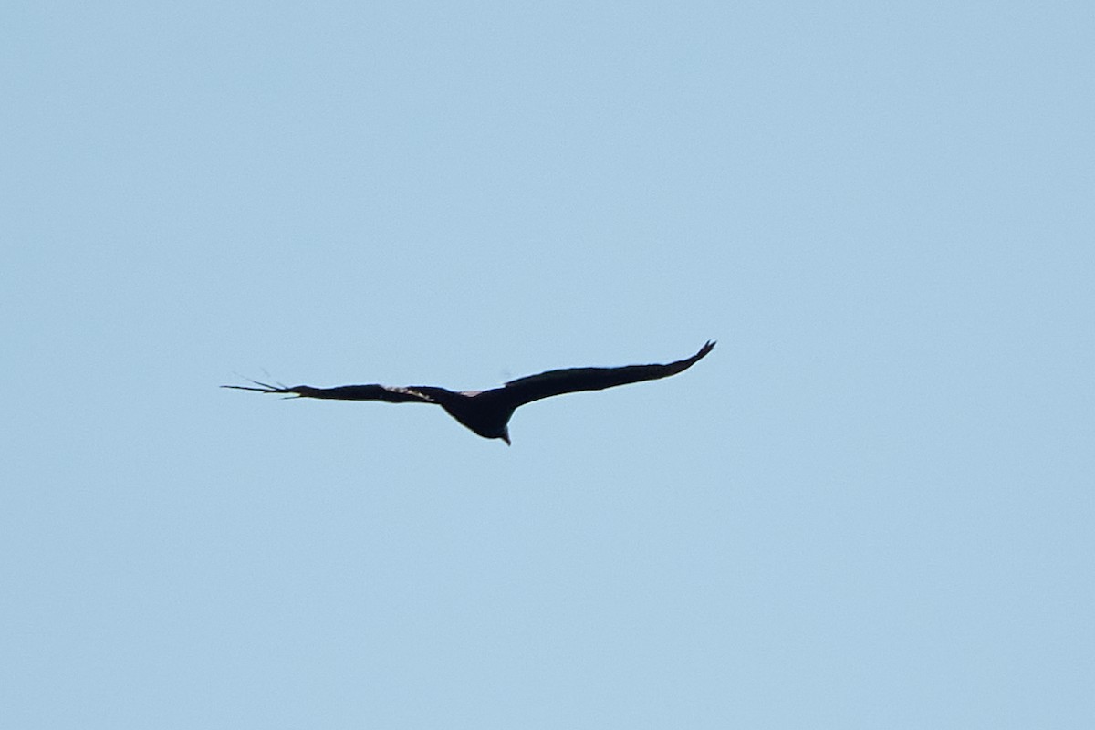 Turkey Vulture - ML579712721