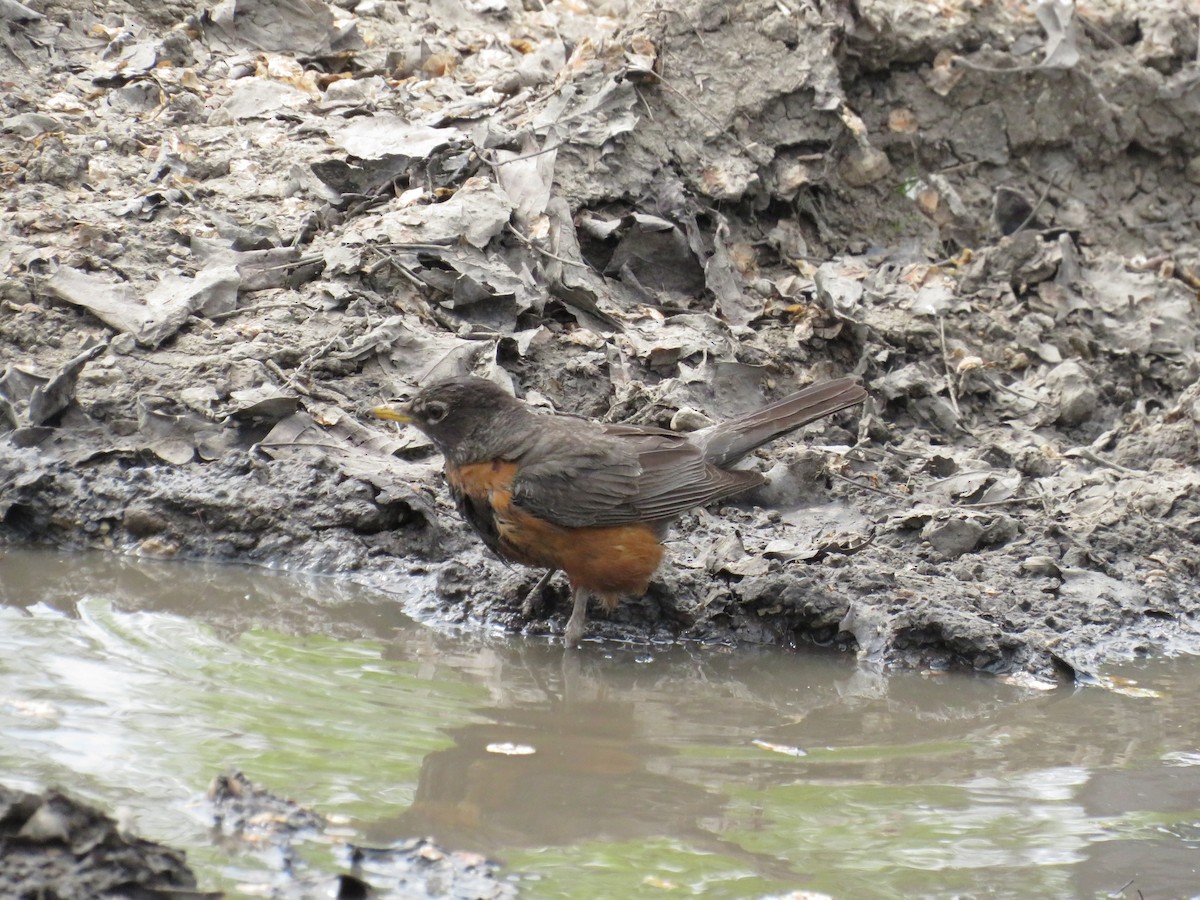 American Robin - ML579712821