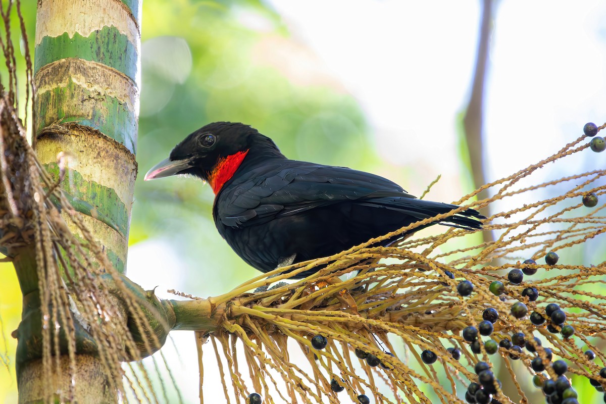 Red-ruffed Fruitcrow - ML579712971