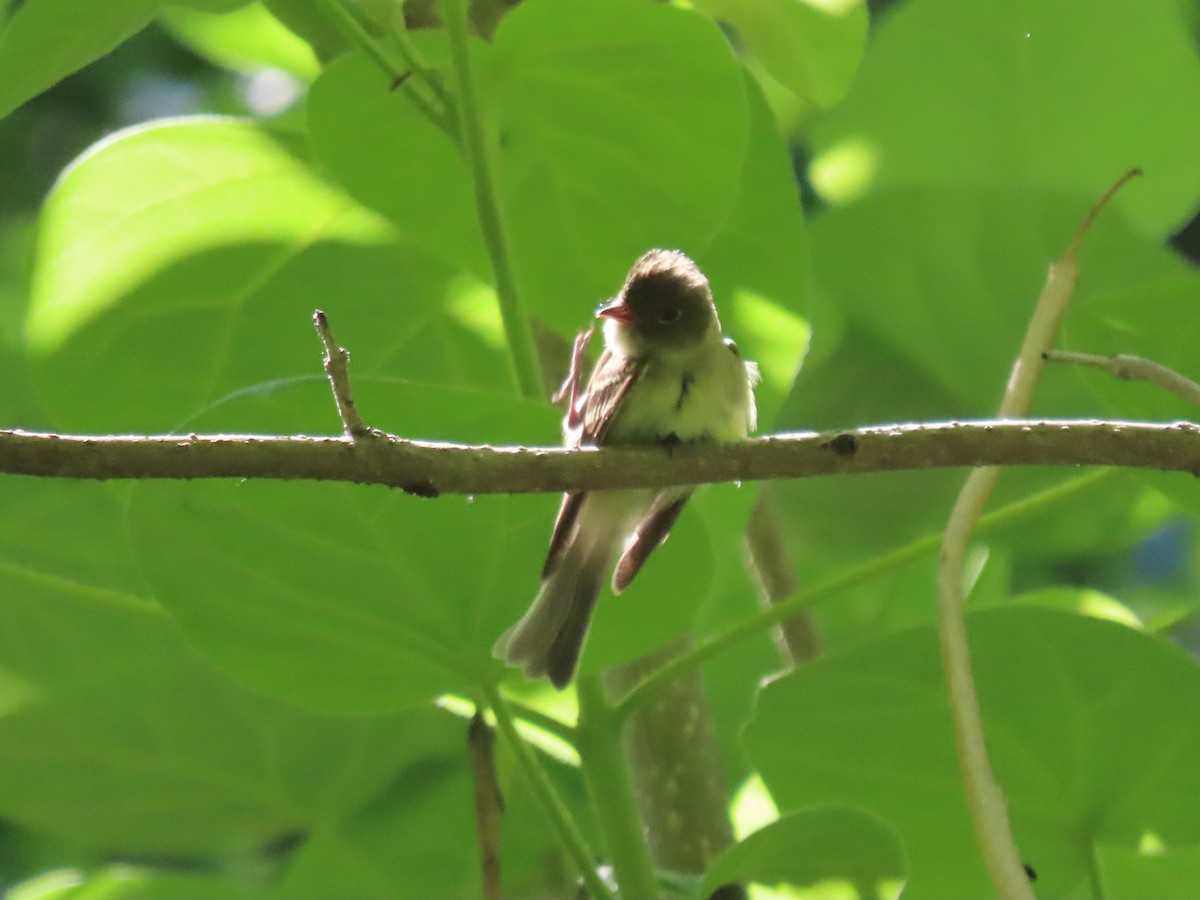 Acadian Flycatcher - Clayton  Koonce