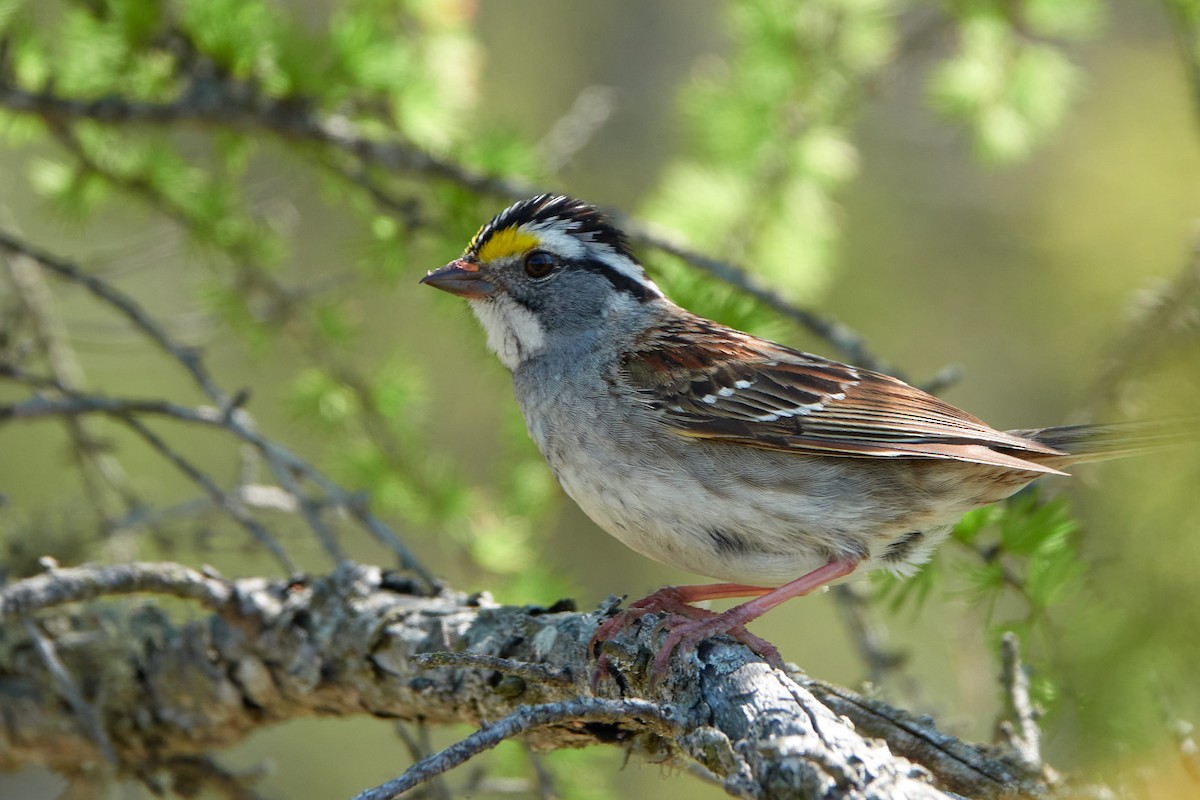 White-throated Sparrow - ML579714011