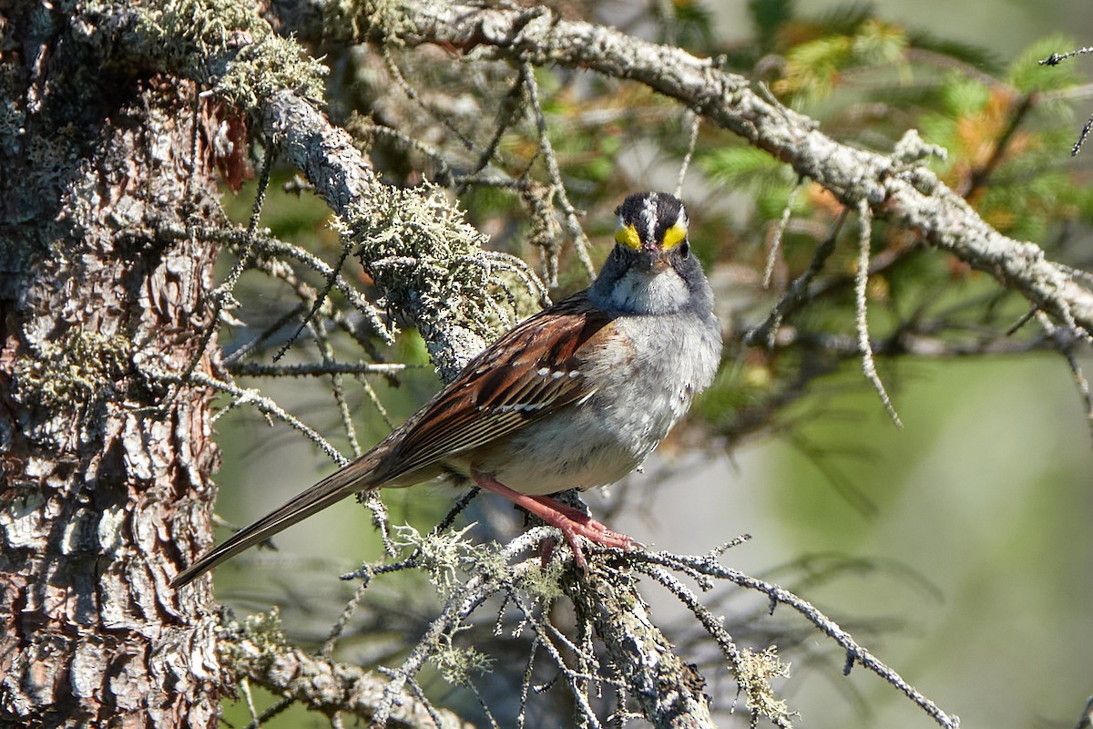 White-throated Sparrow - ML579714021