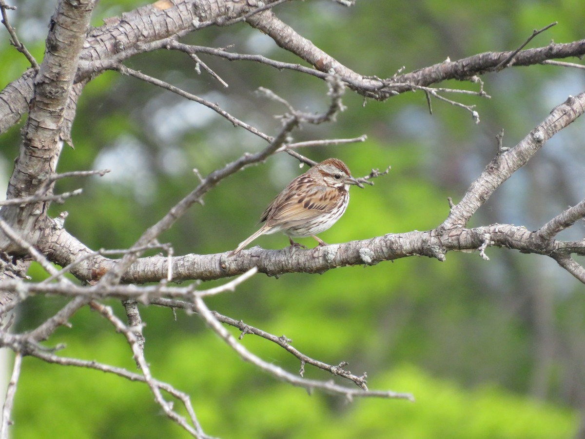 Song Sparrow - ML579714081