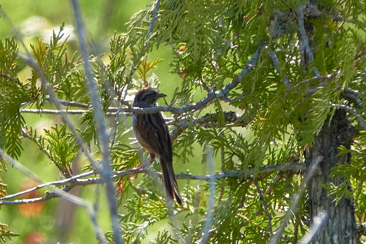 Swamp Sparrow - ML579714181