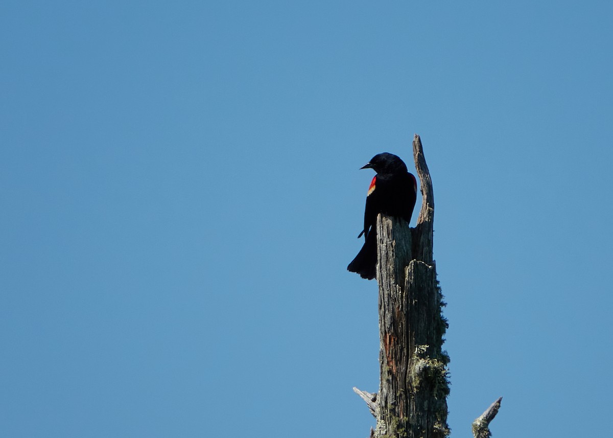 Red-winged Blackbird - ML579714301