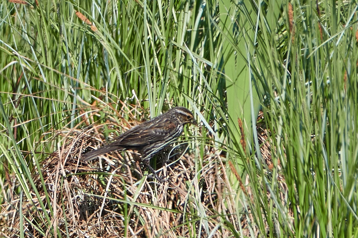 Red-winged Blackbird - ML579714321