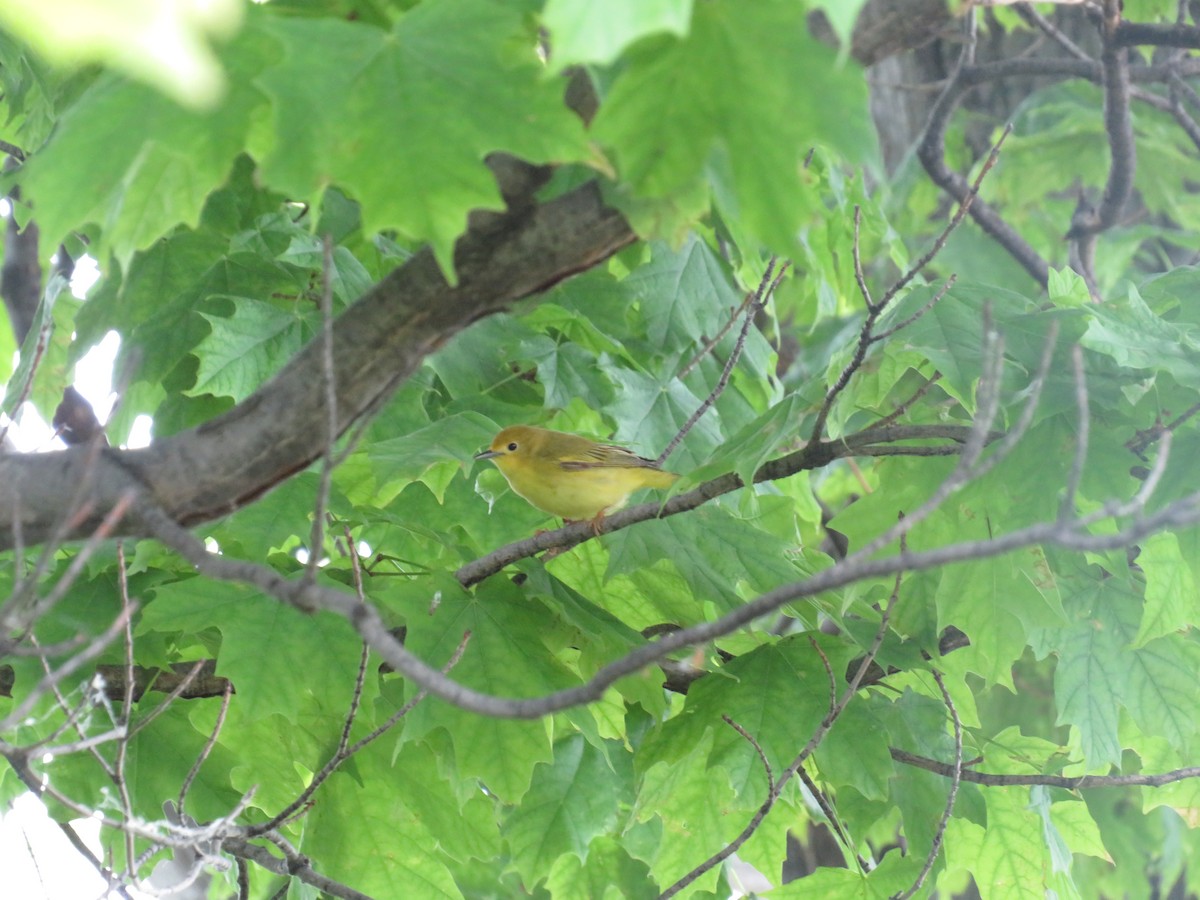 Yellow Warbler - ML579714371