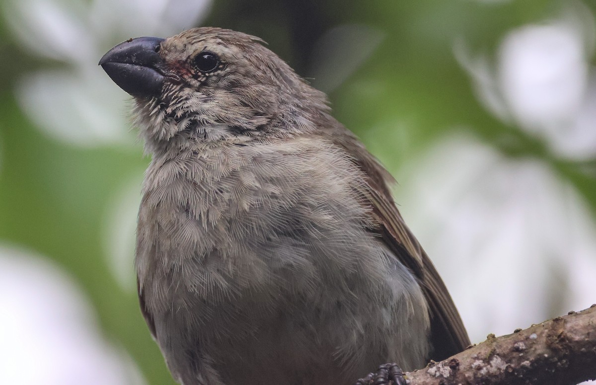 ML579714481 - Large Tree-Finch - Macaulay Library