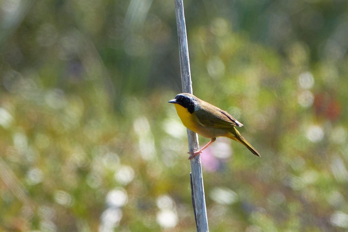 Common Yellowthroat - ML579714521