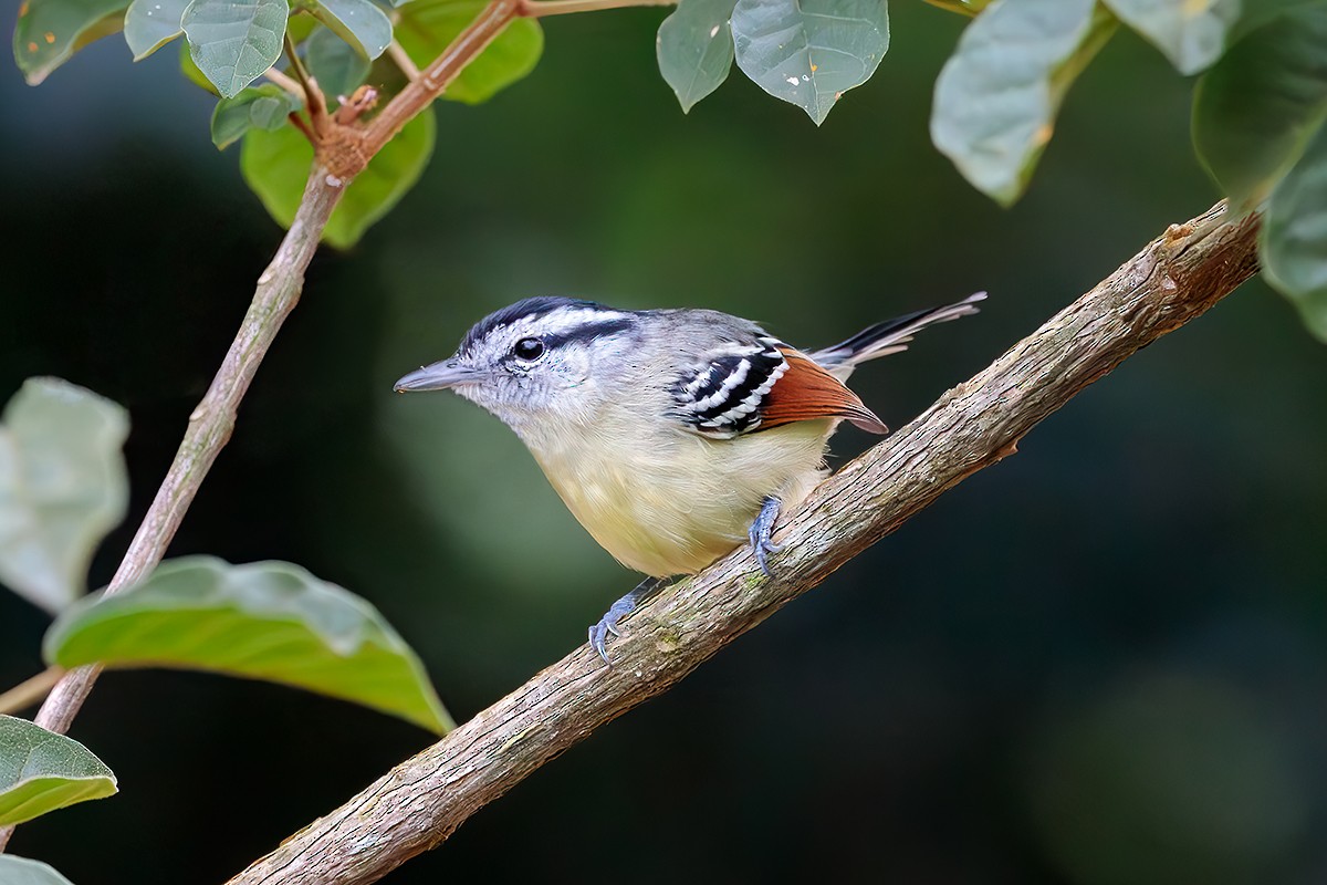 Rufous-margined Antwren - ML579714701