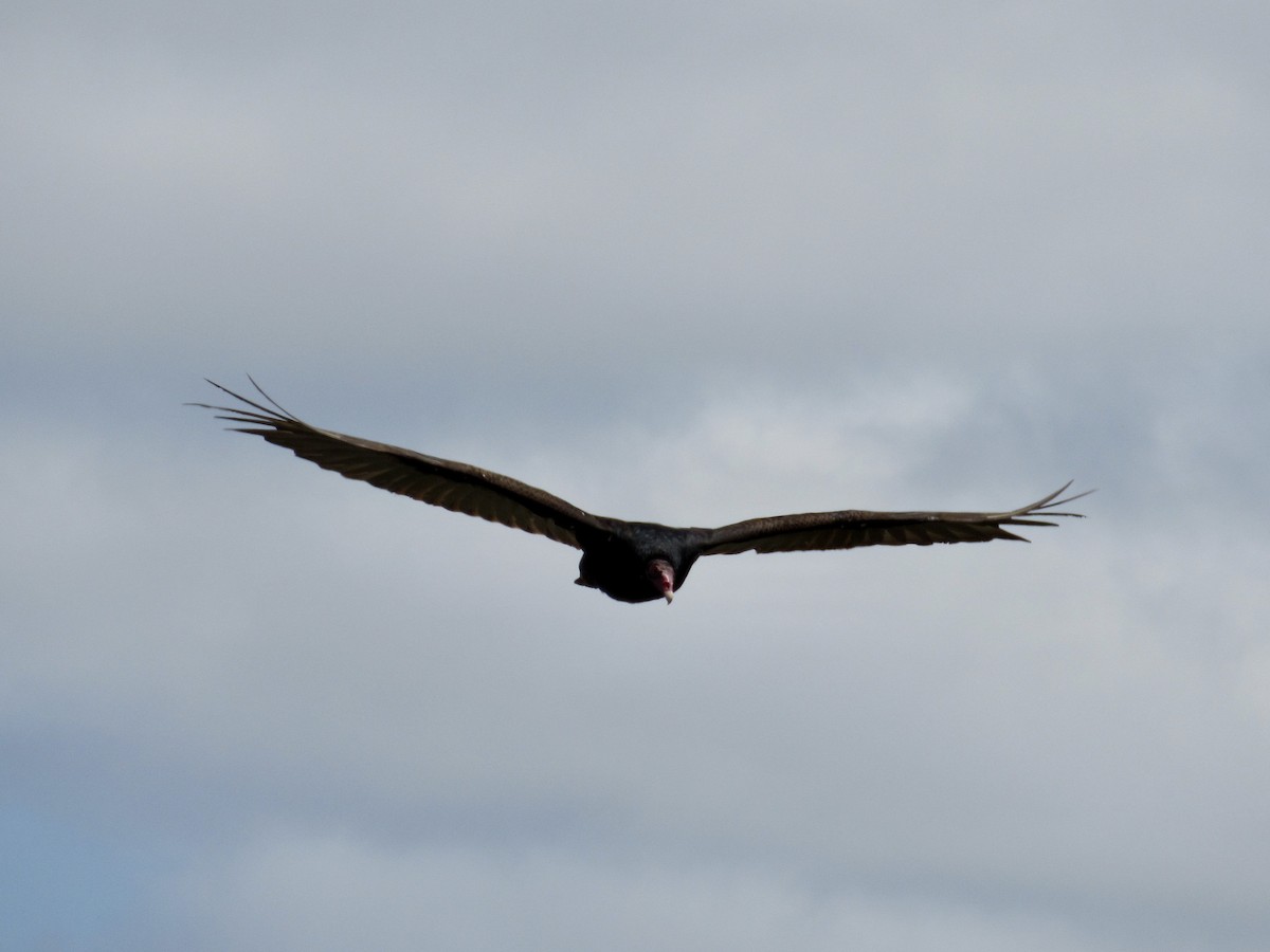 Turkey Vulture - Howard Sands