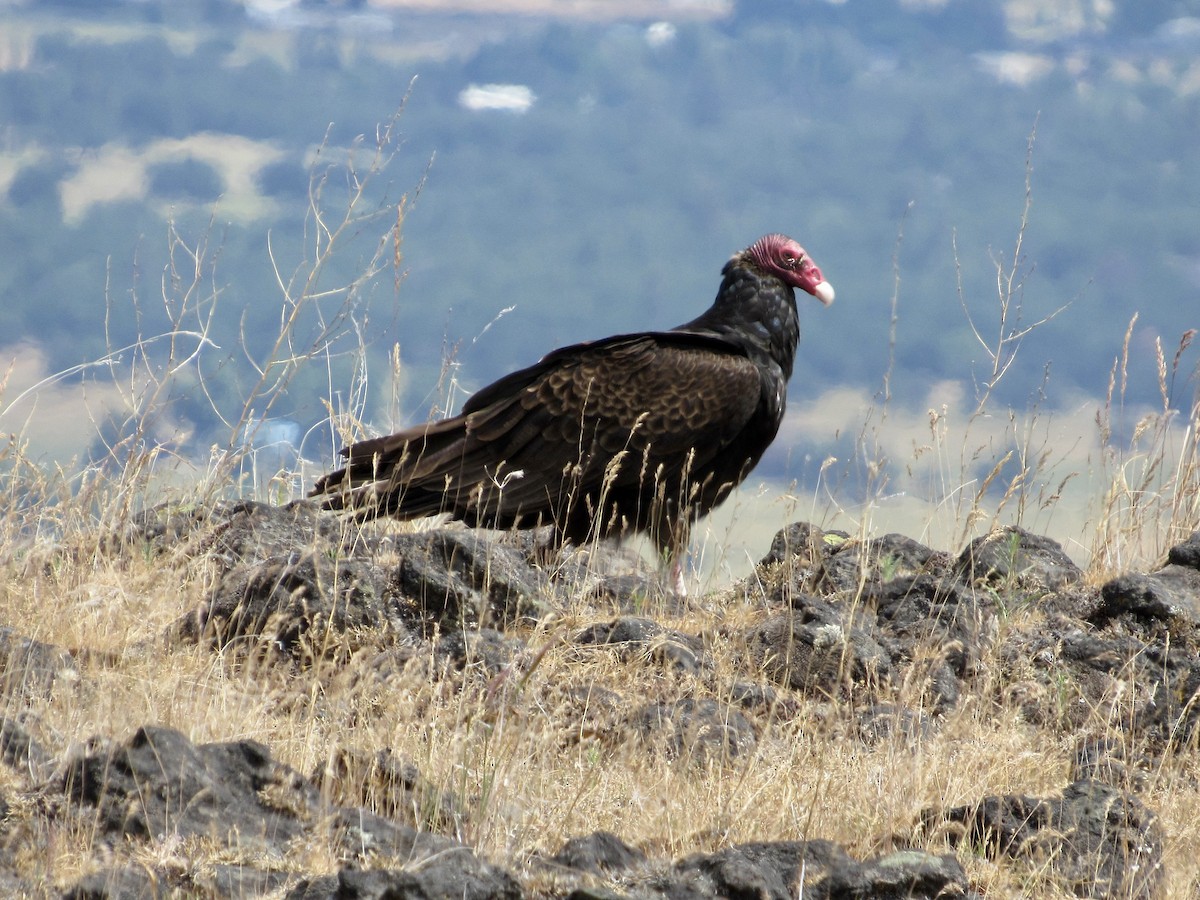 Turkey Vulture - ML579718531