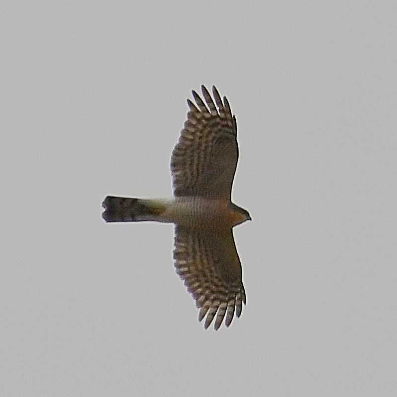 Eurasian Sparrowhawk - ML579718691