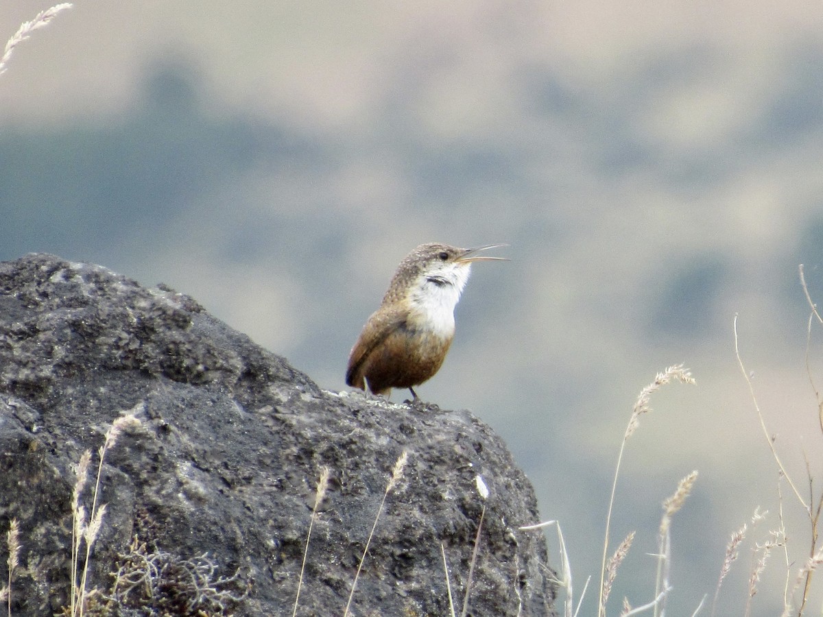 Canyon Wren - ML579720191