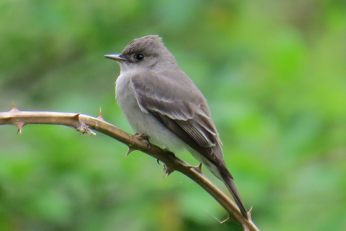 Western Wood-Pewee - John Allinger