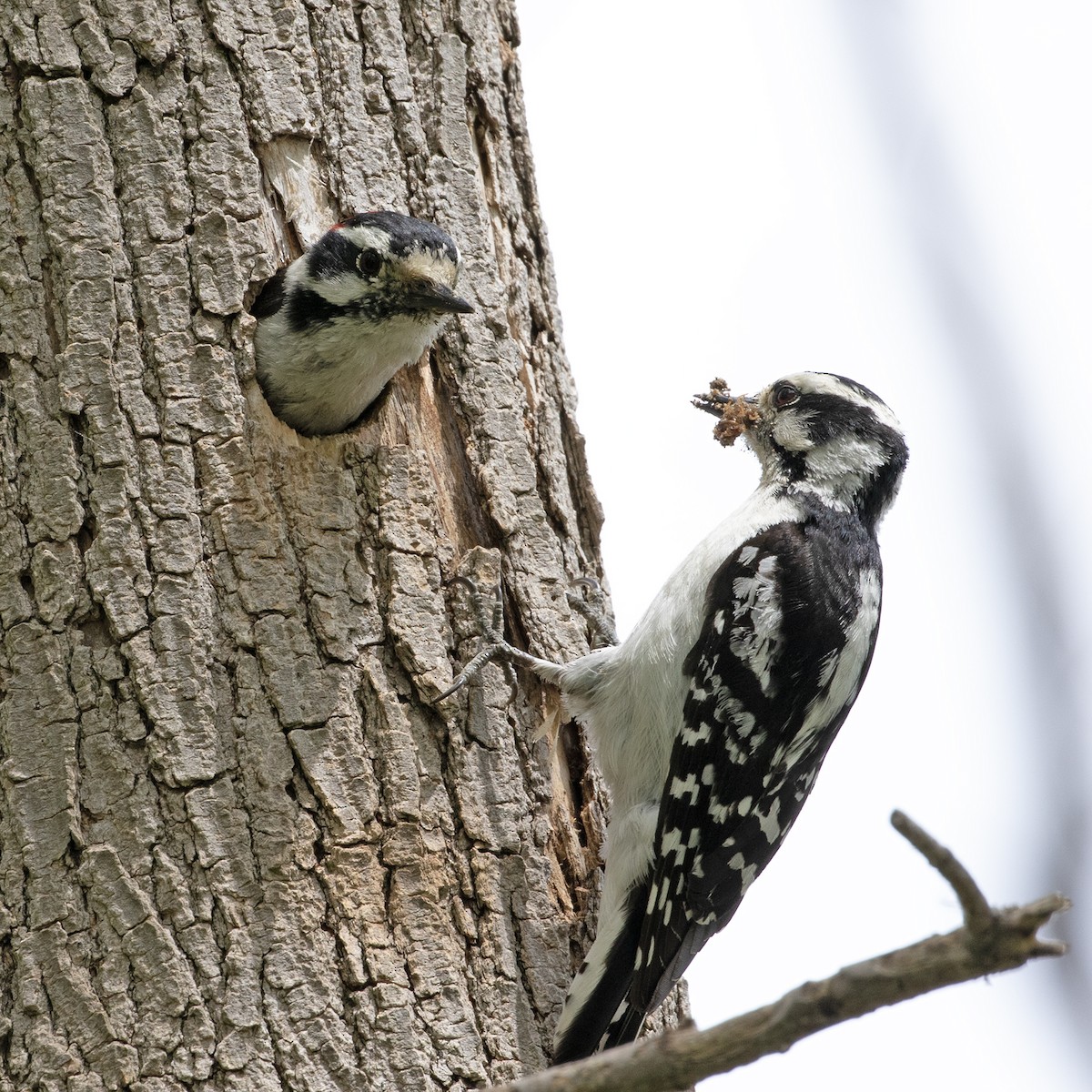 Downy Woodpecker - ML579720561