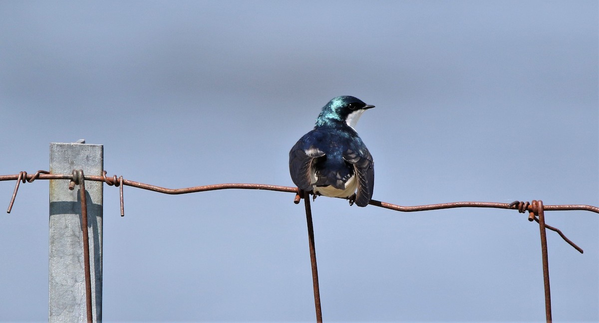 Tree Swallow - Marie-Josee D'Amour