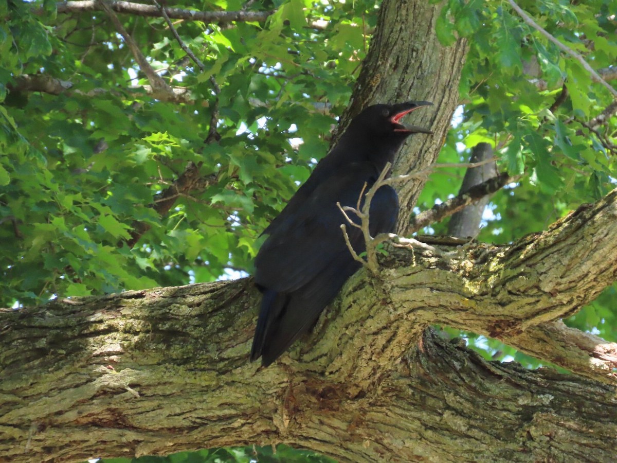 Common Raven - ML579721861