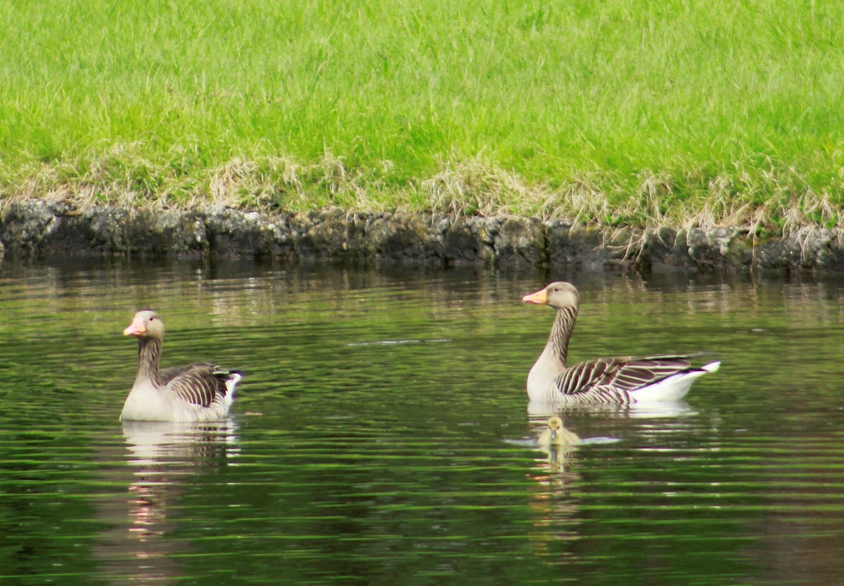 Graylag Goose - ML579722321