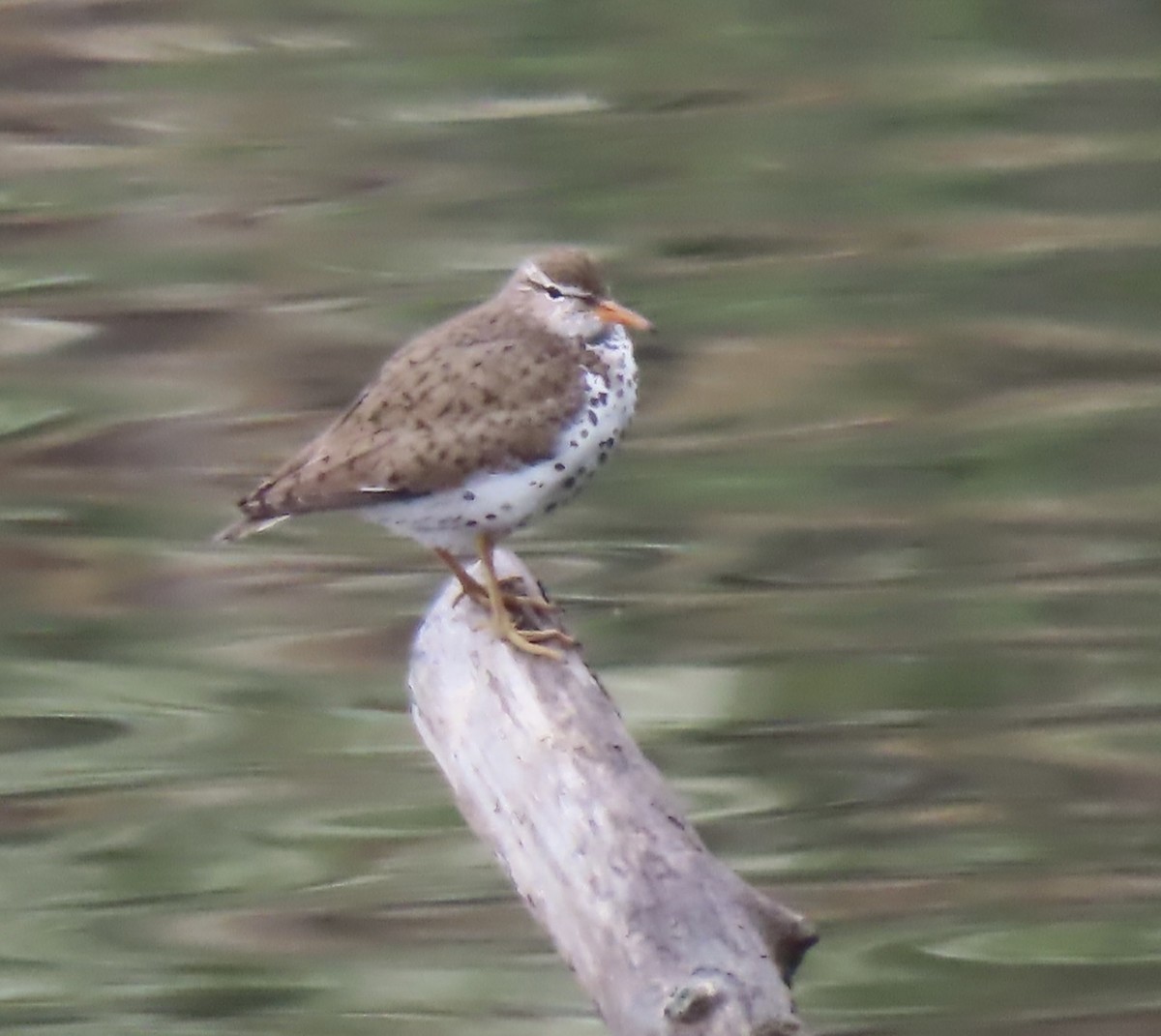 Spotted Sandpiper - ML579722721