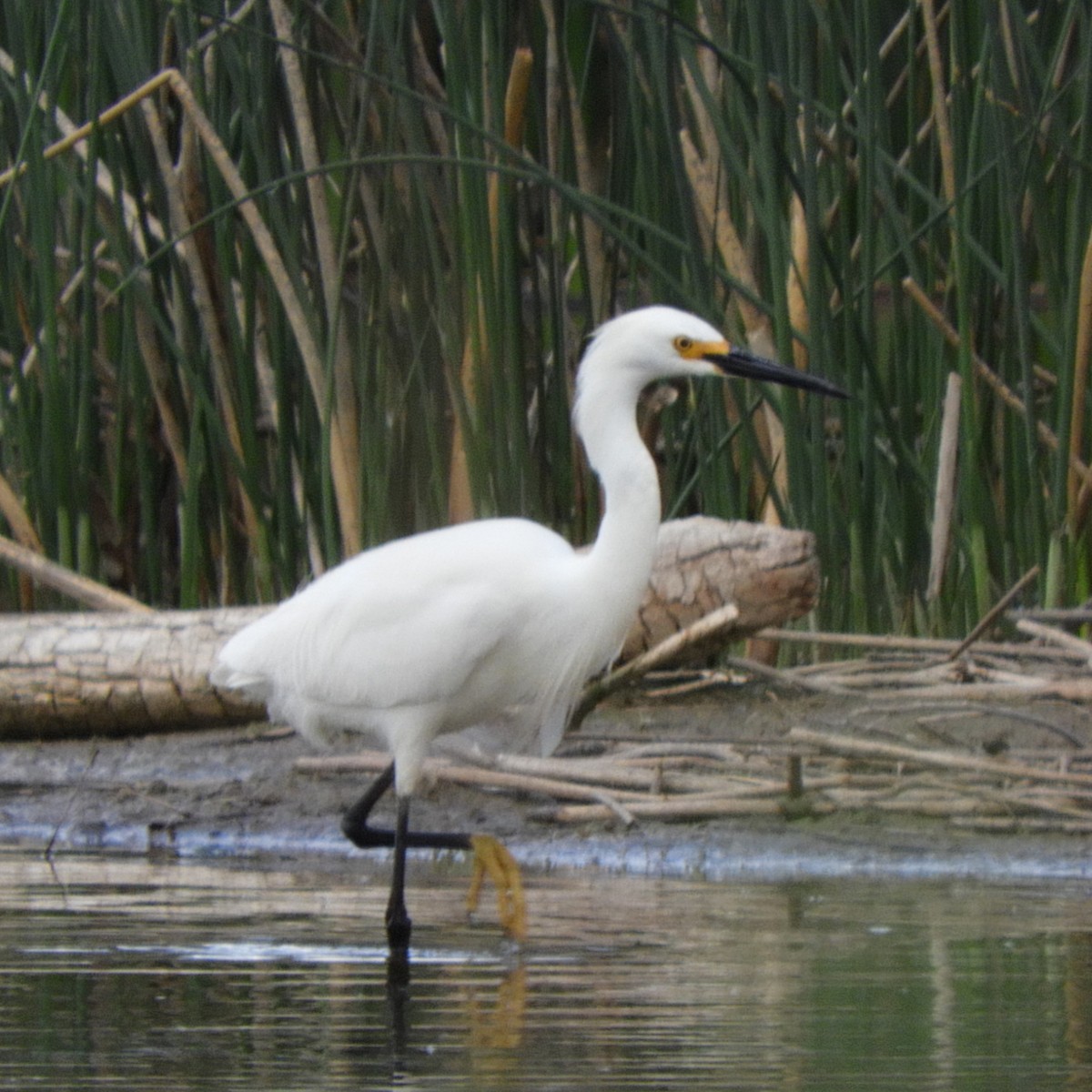 Snowy Egret - Kyleigh Godsey