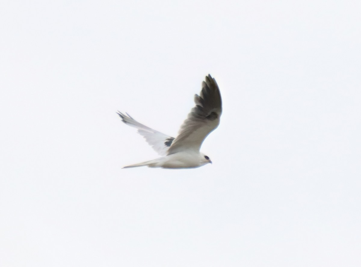 White-tailed Kite - ML579723521