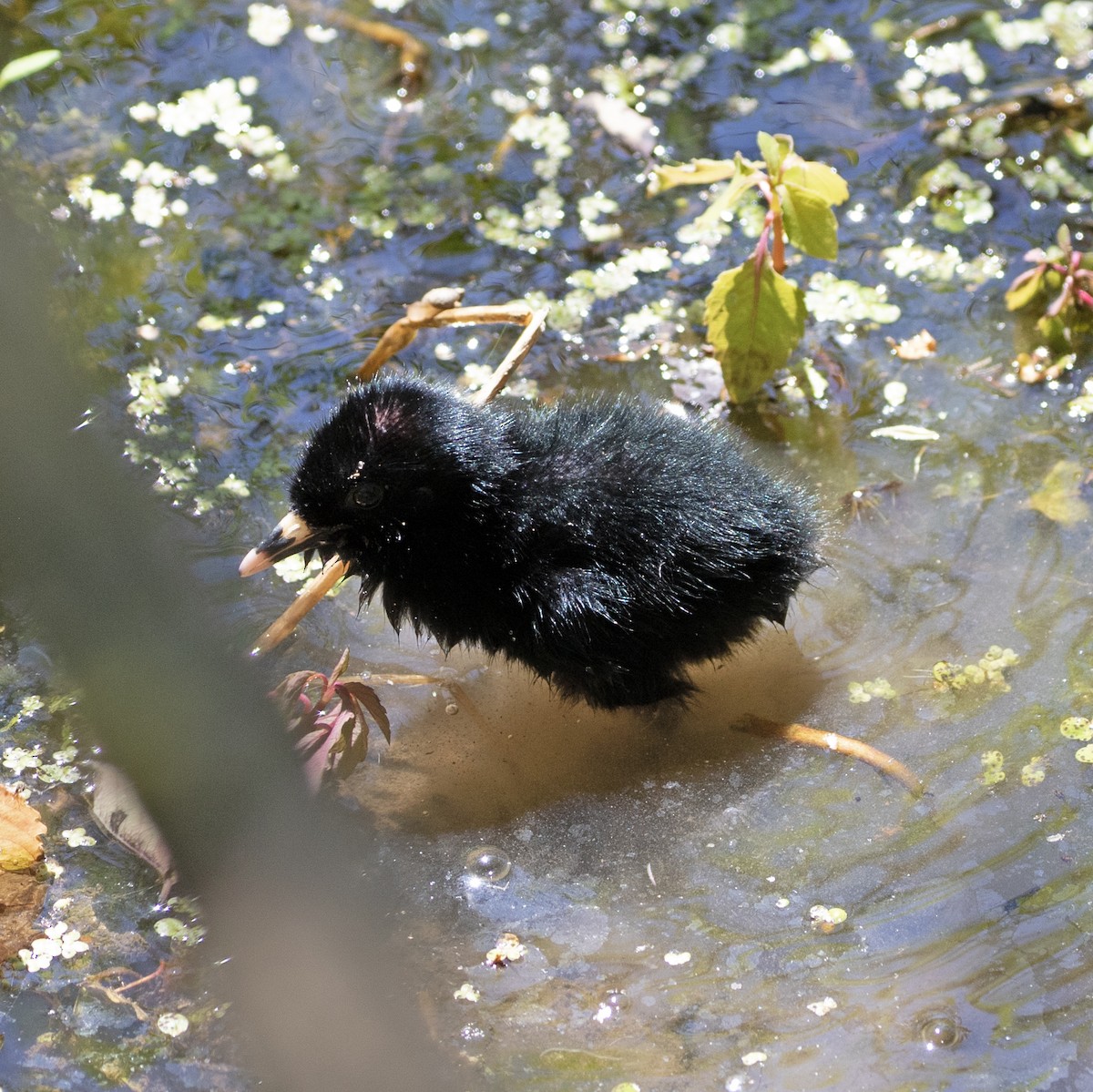 Virginia Rail - ML579725691