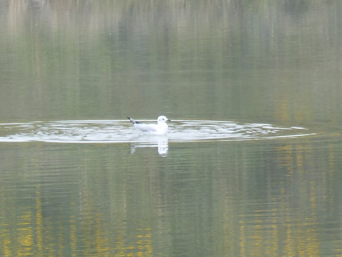 Andean Gull - ML579725851