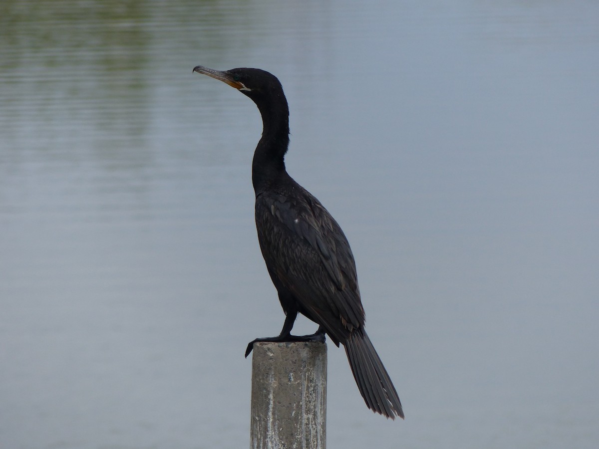 kormorán neotropický - ML579725971