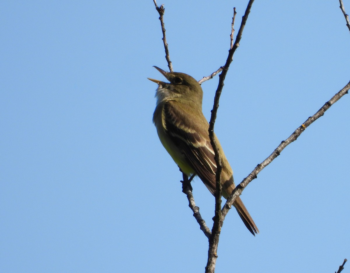 Alder Flycatcher - ML579728011