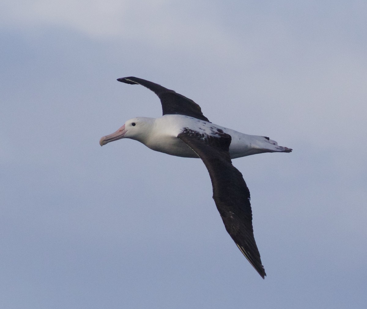 Albatros Real del Norte - ML57972971