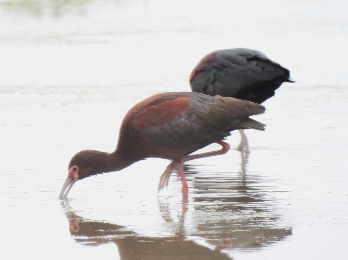 White-faced Ibis - ML579729941