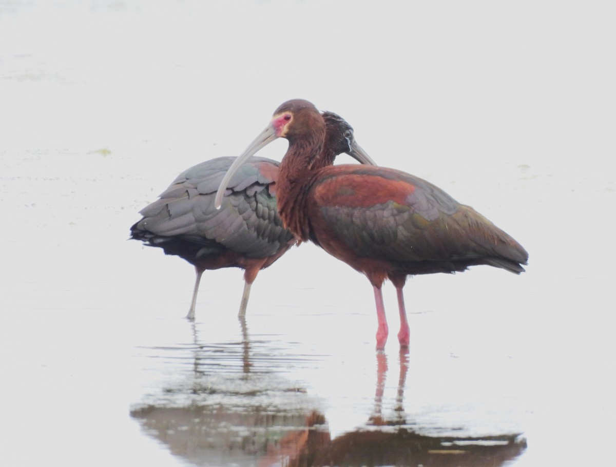 White-faced Ibis - ML579729951