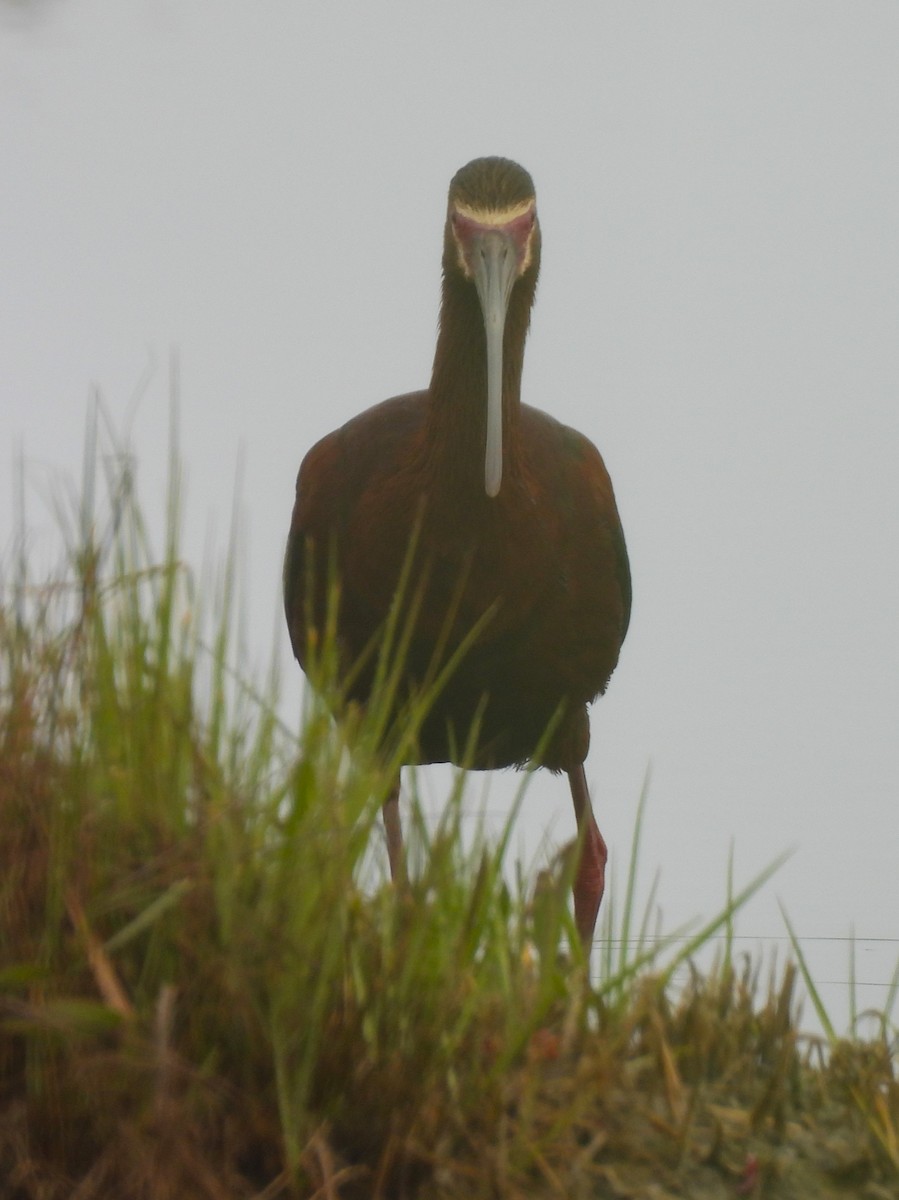 White-faced Ibis - ML579729971