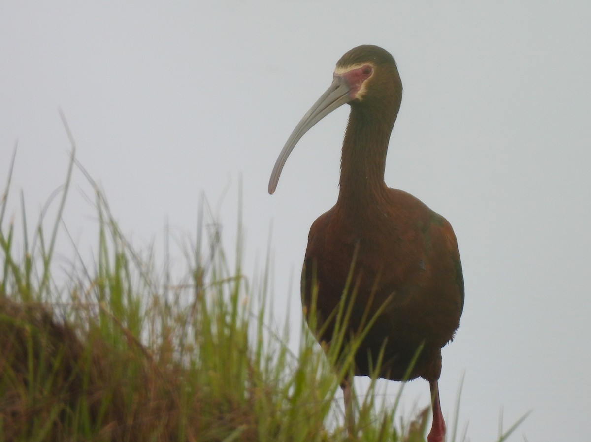 White-faced Ibis - ML579729981