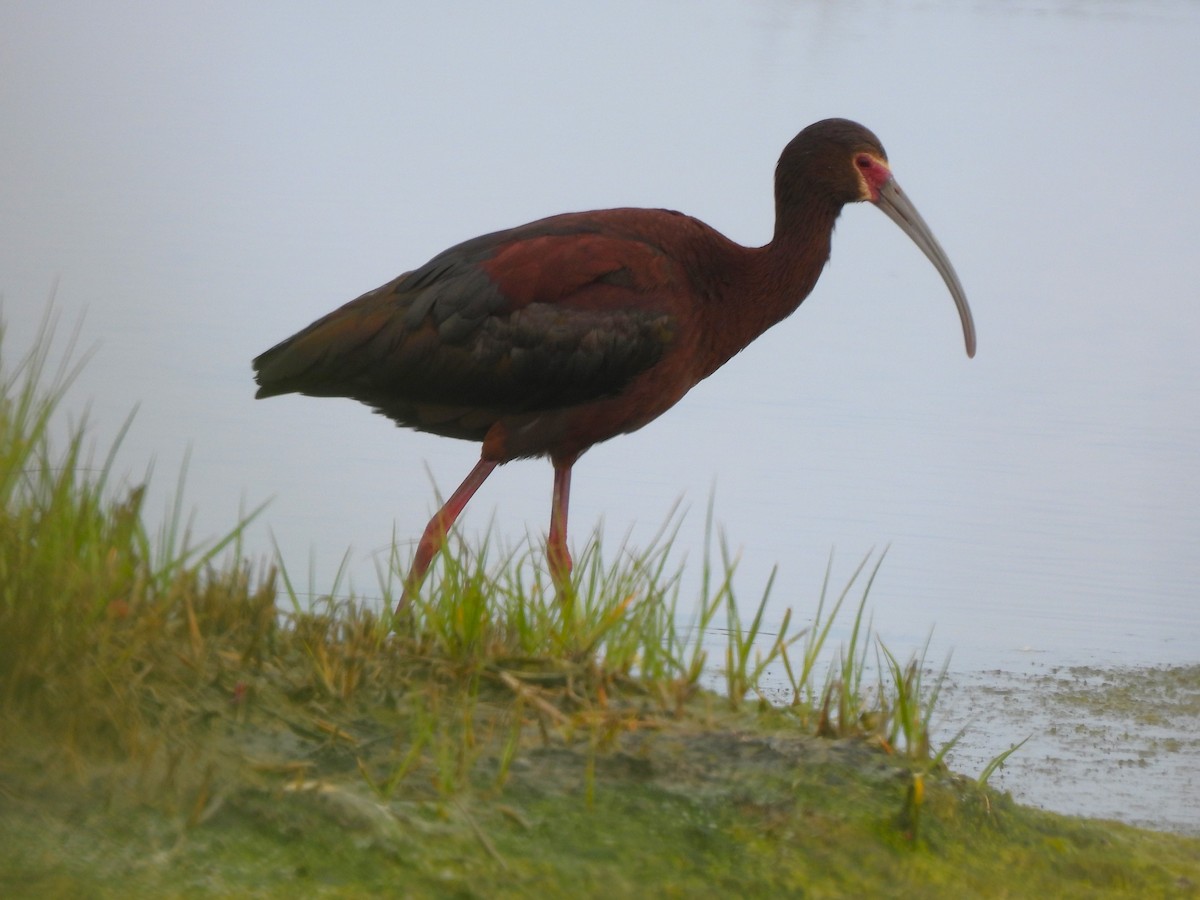 White-faced Ibis - ML579730001