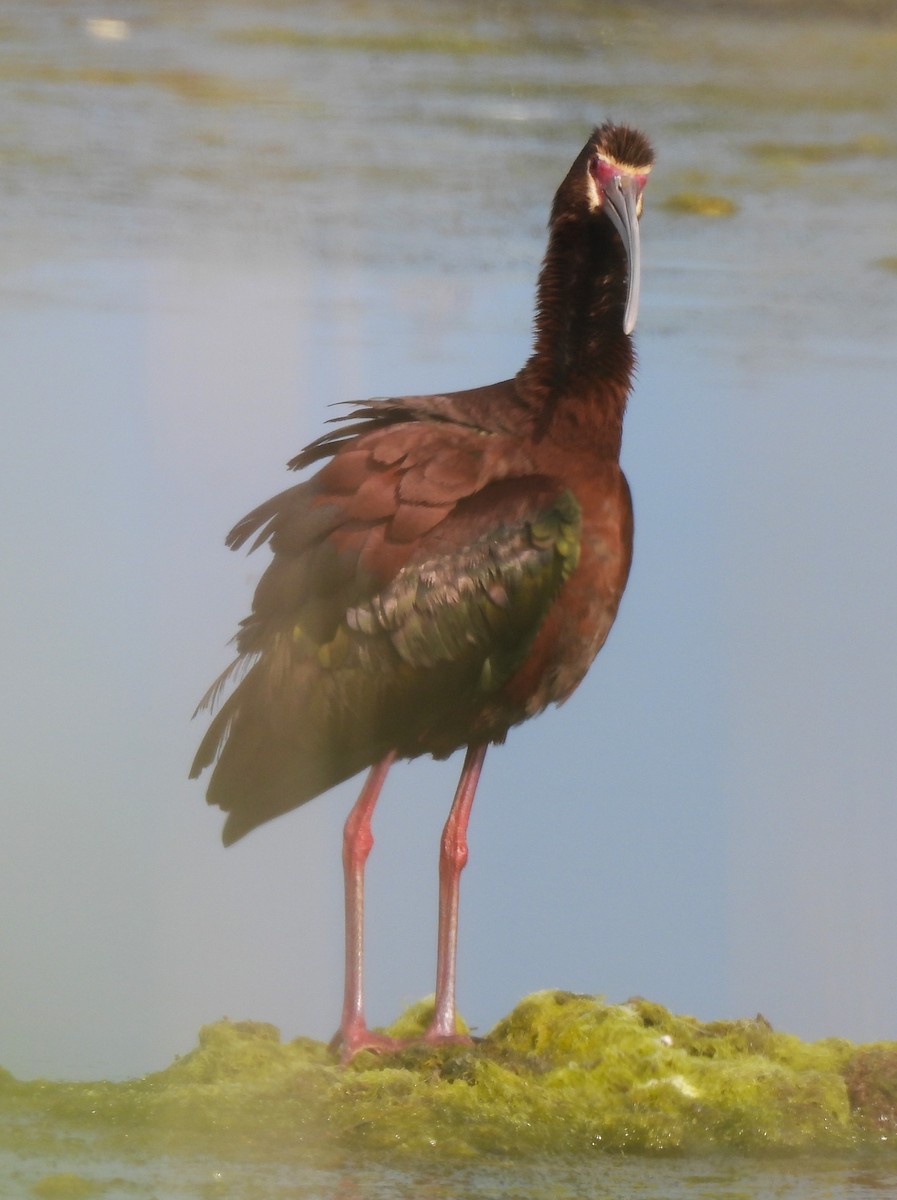 White-faced Ibis - ML579730021