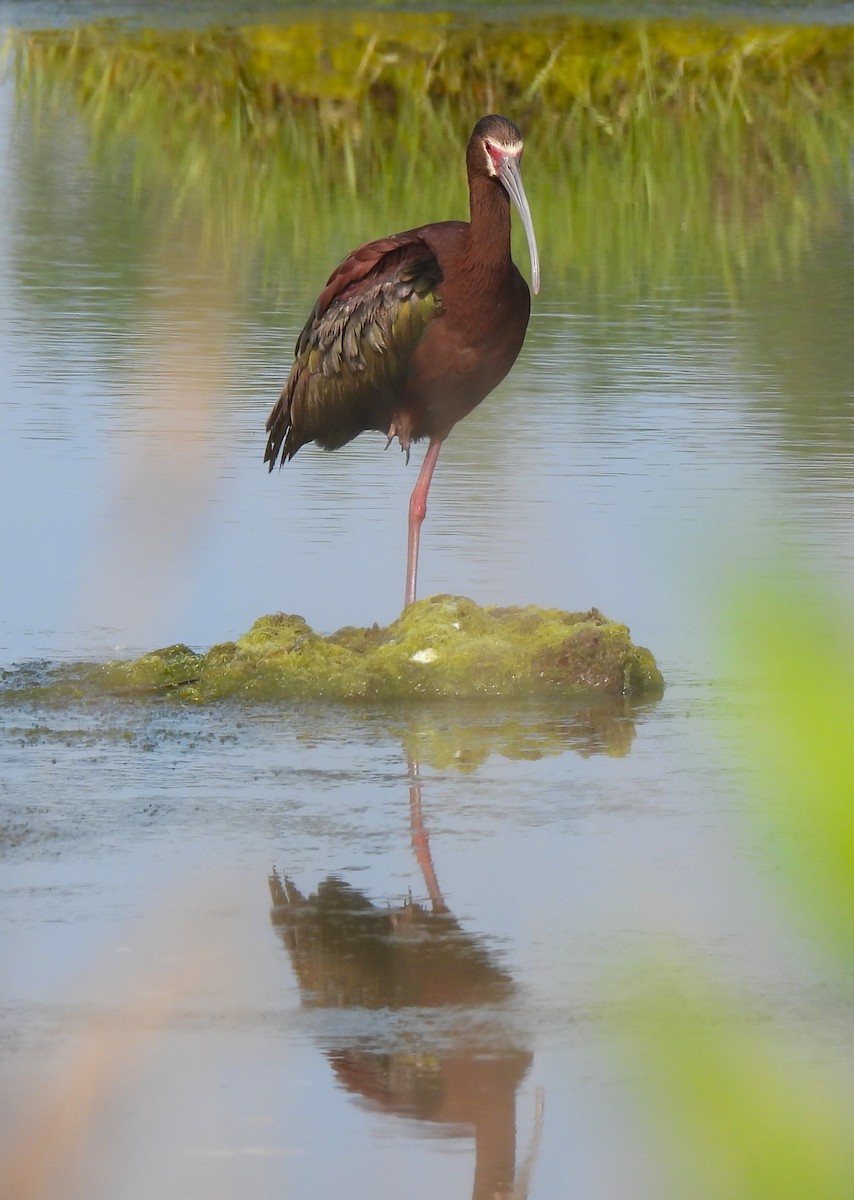 White-faced Ibis - Jennifer Wilson-Pines