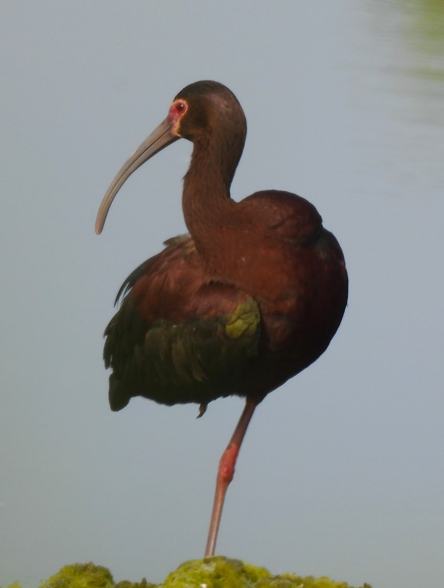 White-faced Ibis - ML579730051