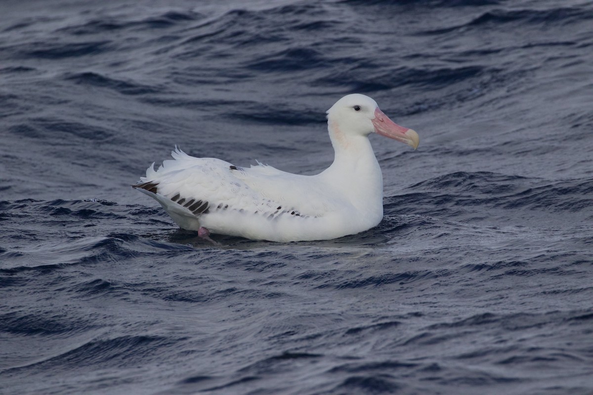 Snowy Albatross - Scott Baker