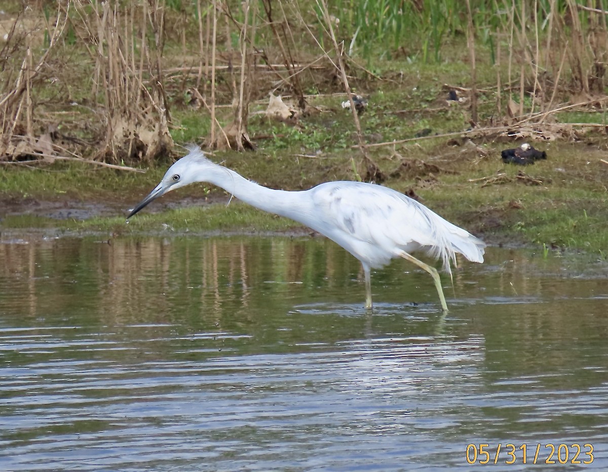 Little Blue Heron - ML579730711