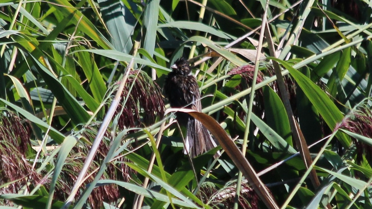 Reed Bunting - ML579730901