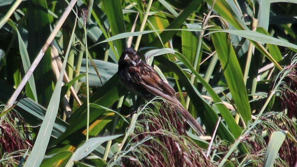 Reed Bunting - ML579730921