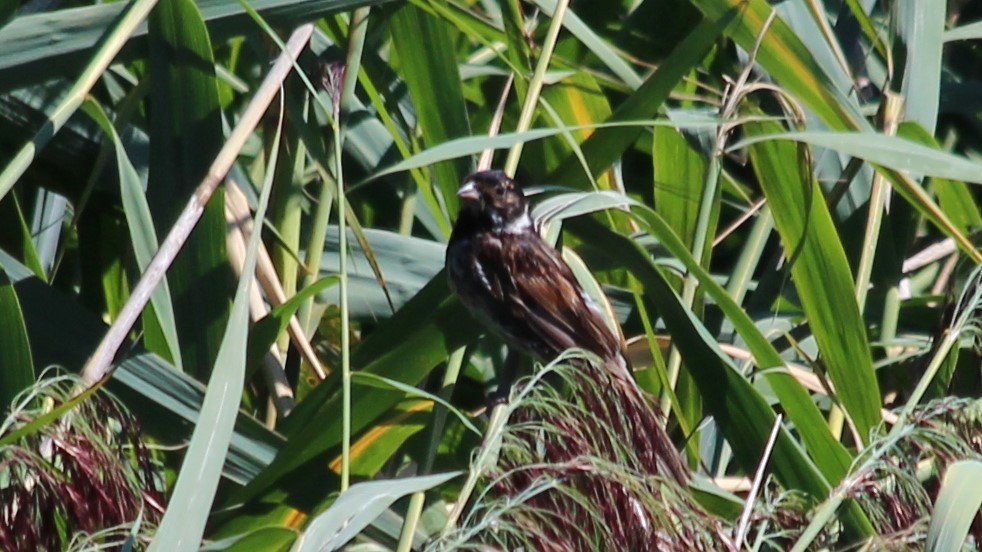 Reed Bunting - ML579730931